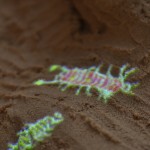 Glowing Pathfinder Bugs